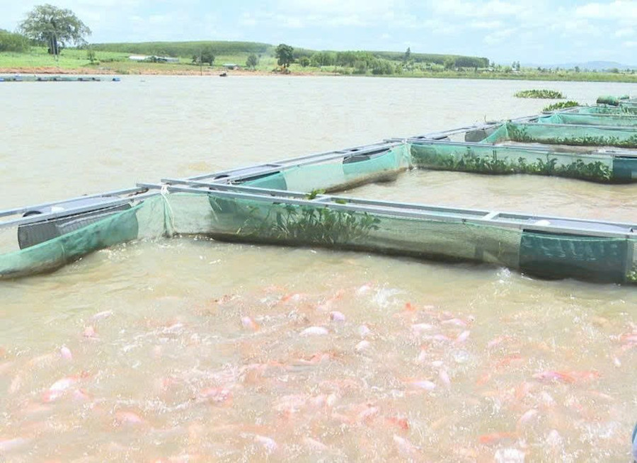 Cá diêu hồng phù hợp với điều kiện thủy văn tại lòng hồ An Khê-Ka Nak. Ảnh: Trần Thúy z6829880766494-8b0324c7d179050aa578b01dbb32a725.jpg