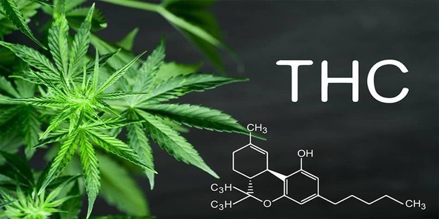 Chất hướng thần trong cây cần sa - THC. (Ảnh: Internet) thc-1635361294792327628315.jpg