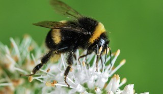 (Nguồn: Reading.ac.uk) bumble-bee.jpg