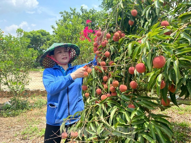 Vải chín sớm rực đỏ trên vùng đất Ea Sar, huyện Ea Kar. Vải chín sớm rực đỏ trên vùng đất Ea Sar, huyện Ea Kar.