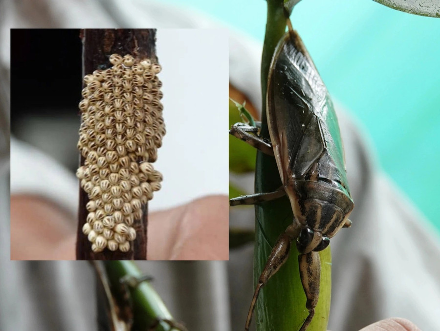 Cà cuống được bán với giá 50.000 đồng/con Cà cuống được bán với giá 50.000 đồng/con