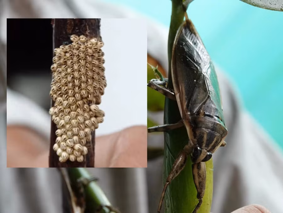 Cà cuống được bán với giá 50.000 đồng/con