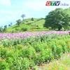Mùa hoa túy điệp ở Chư Đang Ya