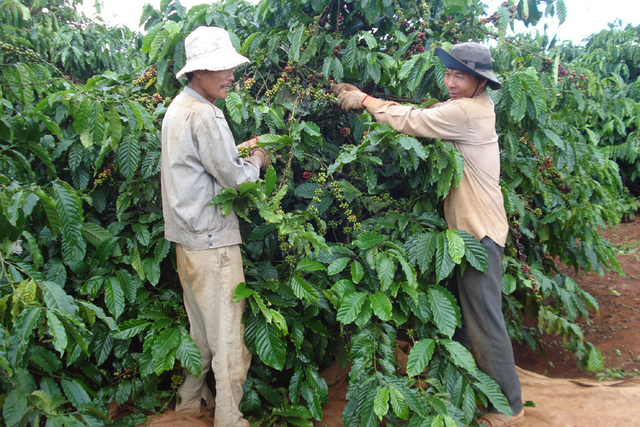 Những vướng mắc trong Nghị định 41 làm cho nông dân khó tiếp cận nguồn vốn vay. Ảnh: A.K