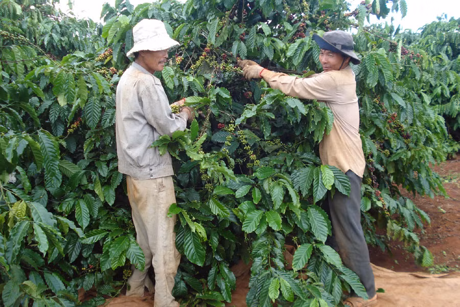 Những vướng mắc trong Nghị định 41 làm cho nông dân khó tiếp cận nguồn vốn vay. Ảnh: A.K Những vướng mắc trong Nghị định 41 làm cho nông dân khó tiếp cận nguồn vốn vay. Ảnh: A.K