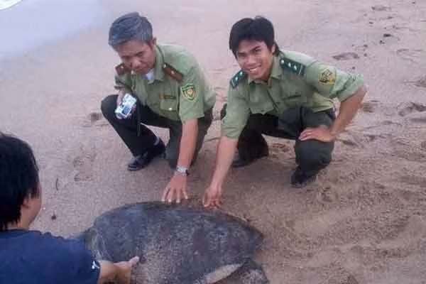 Khi có thông tin về rùa biển bị bắt, vườn quốc gia Núi Chúa kết hợp với kiểm lâm tuyên truyền và đưa rùa về biển an toàn. Ảnh: Đức Minh