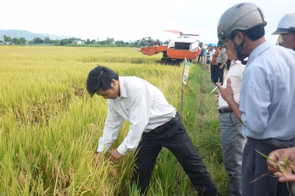 Giống lúa Ma Lâm 48 trên cánh đồng Phú Thiện. Ảnh: Đ.P Giống lúa Ma Lâm 48 trên cánh đồng Phú Thiện. Ảnh: Đ.P