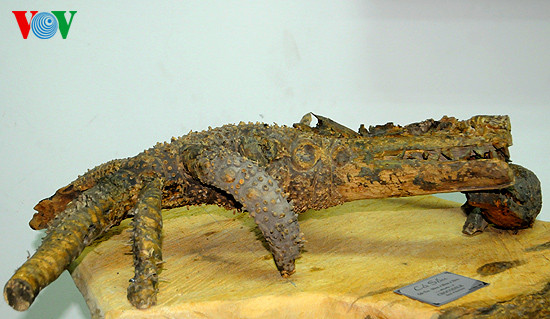 Chú cá sấu - gốc tre