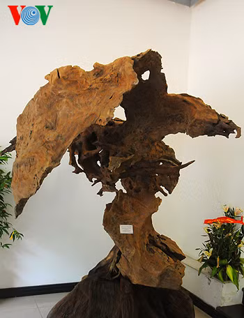 "Cánh chim giông bão" làm từ gốc Nhuội đá