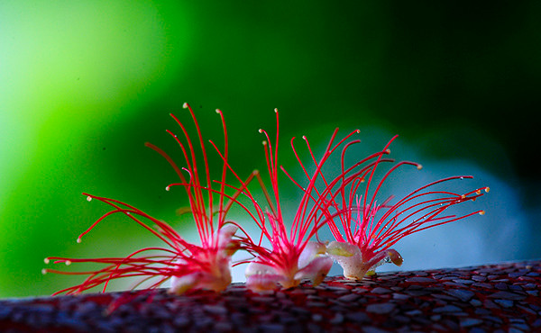 Lộc vừng Hồ Gươm