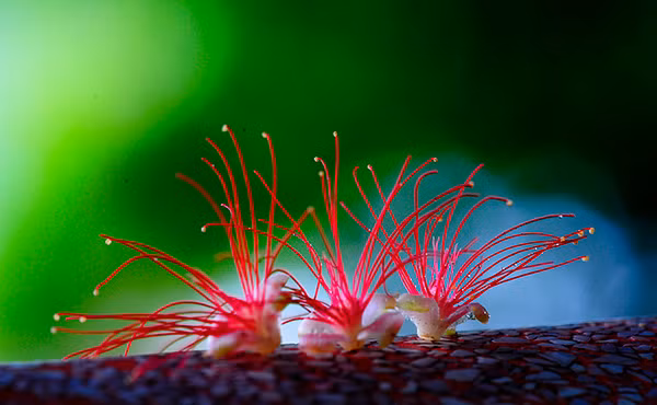 Lộc vừng Hồ Gươm