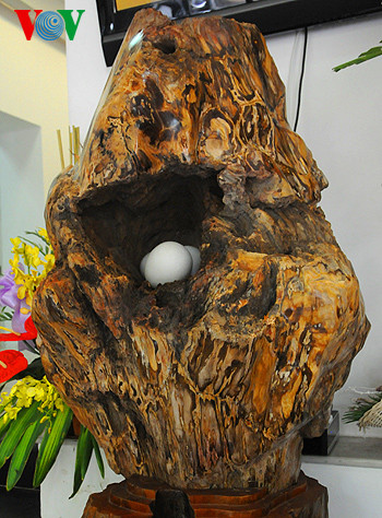 "Tổ ấm" cũng là một tác phẩm khác của Thiếu tướng, nhạc sĩ Trần Gia Cường làm từ gỗ hóa thạch