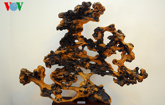 "Mây Đền Đô" - gỗ vàng hương