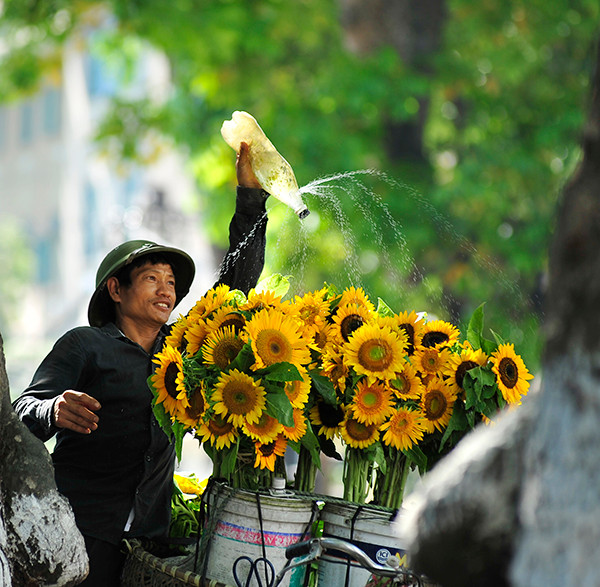 Hoa Hướng dương lại về khắp phố.