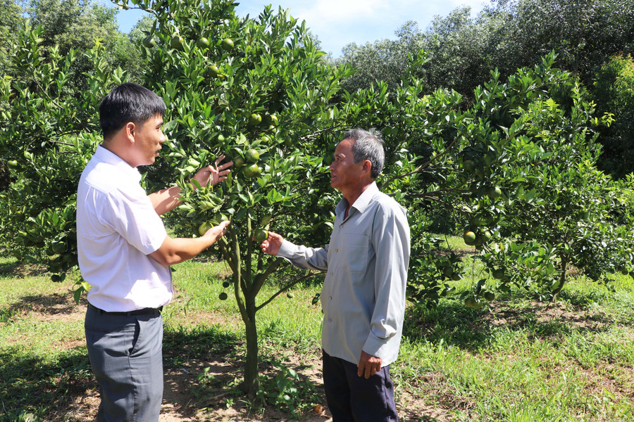 Người dân xã Cửu An (thị xã An Khê) tham gia mô hình trồng cây ăn quả đem lại hiệu quả kinh tế cao. Ảnh: Ngọc Minh