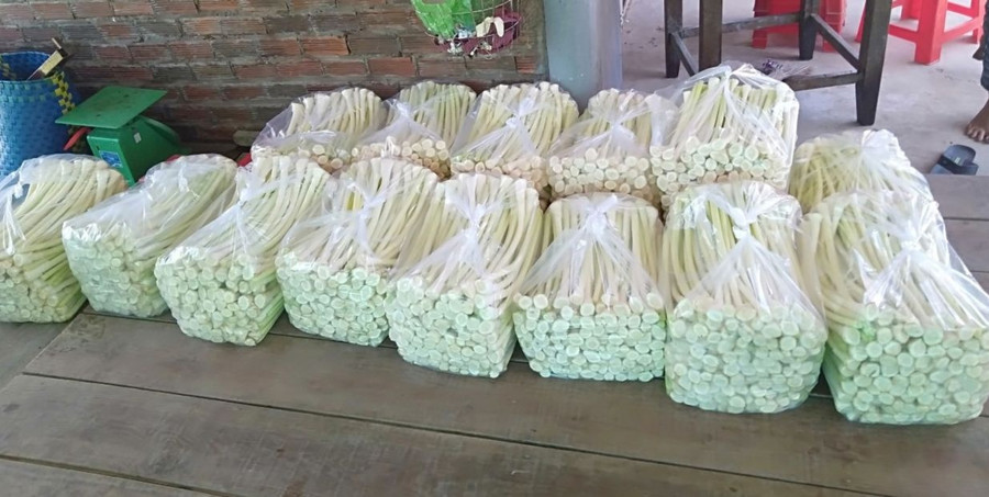 Với ruộng bồn bồn rộng 3 ha, mỗi ngày anh Lạc bán từ 80 - 100 kg Với ruộng bồn bồn rộng 3 ha, mỗi ngày anh Lạc bán từ 80 - 100 kg