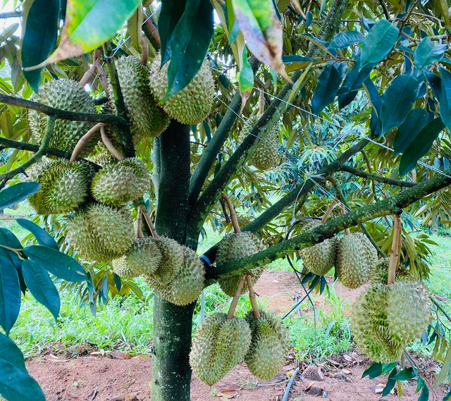 Sầu riêng HAGL tại Việt Nam, dự kiến bán 100 tấn bói từ đầu tháng 8-2022. Ảnh nguồn internet Sầu riêng HAGL tại Việt Nam, dự kiến bán 100 tấn bói từ đầu tháng 8-2022