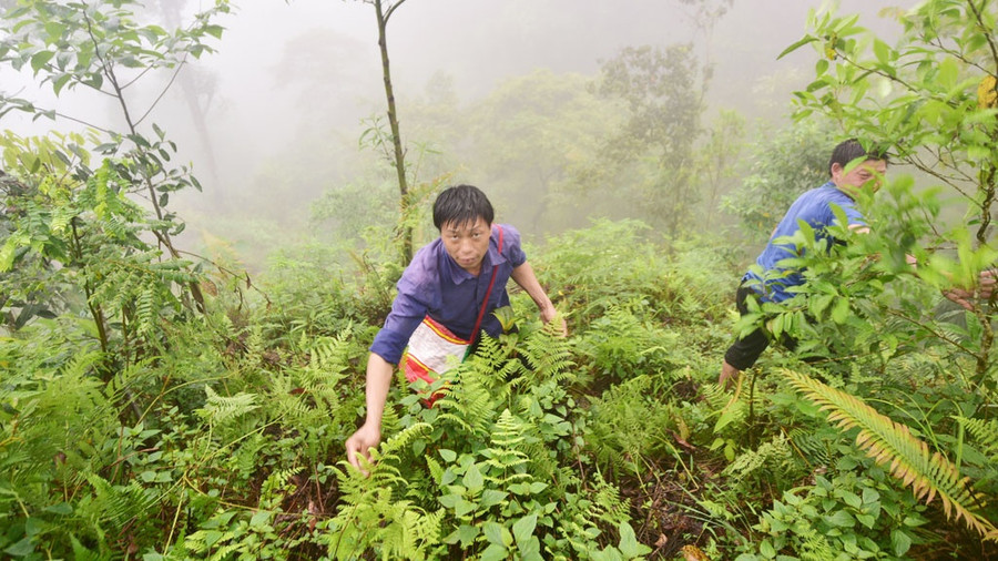 Trời chưa tỏ, sương mịt mù, Tu Pù đã kéo nhau, rơi xuống đất rào rào như mưa