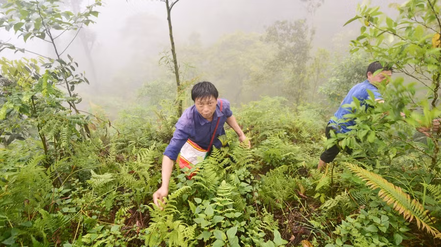 Trời chưa tỏ, sương mịt mù, Tu Pù đã kéo nhau, rơi xuống đất rào rào như mưa
