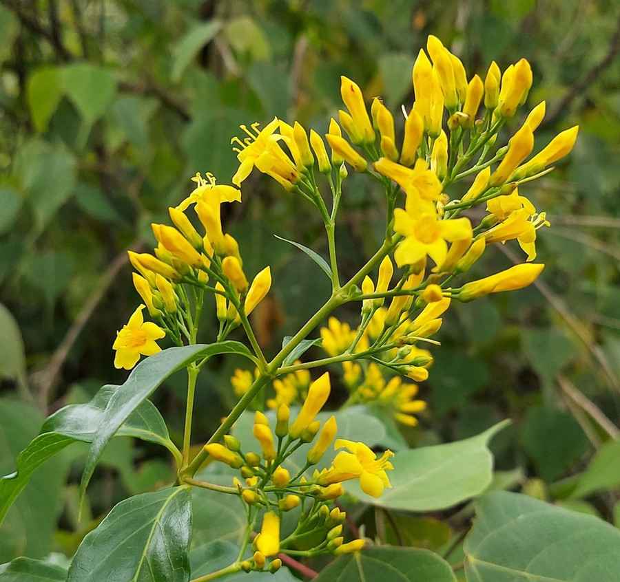 Cây lá ngón nở hoa vàng chóe mọc chen vào ruộng vườn, nương rẫy Cây lá ngón nở hoa vàng chóe mọc chen vào ruộng vườn, nương rẫy