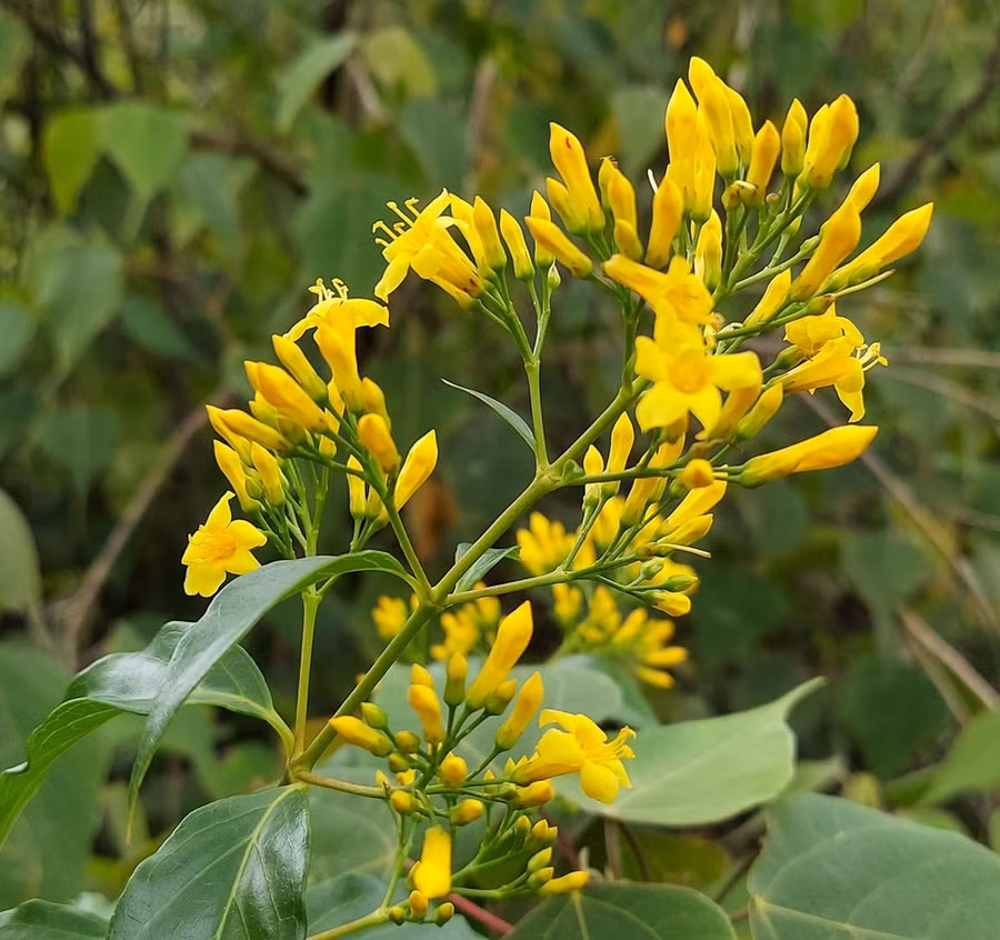 Cây lá ngón nở hoa vàng chóe mọc chen vào ruộng vườn, nương rẫy