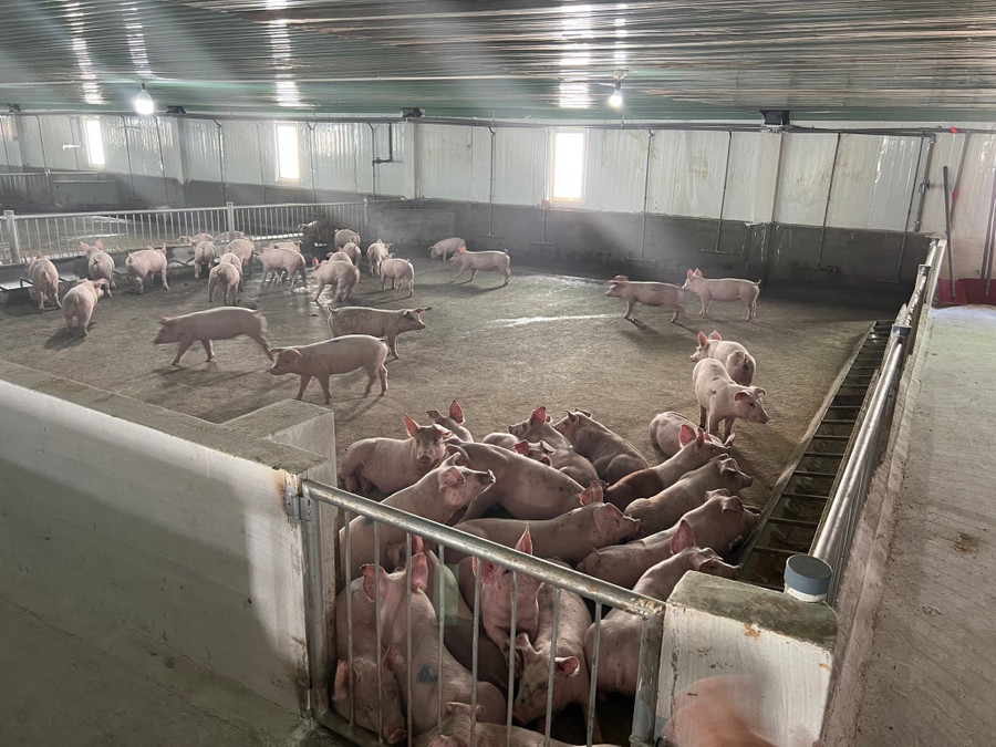 Bầu Đức đặt niềm tin vào nuôi heo và trồng chuối và bắt đầu "hái trái ngọt". Ảnh: HAGL Bầu Đức đặt niềm tin vào nuôi heo và trồng chuối và bắt đầu