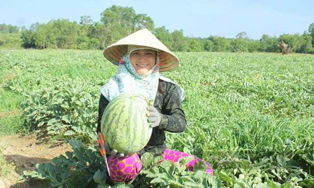 Người dân Quảng Ngãi thu hoạch dưa hấu. Ảnh: Công Xuân.