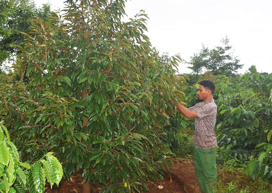 Anh Siu Lóc (làng Grang, xã Ia Phìn) được Huyện Đoàn Chư Prông hỗ trợ thực hiện mô hình “Trồng xen cây ăn quả vào vườn cà phê già cỗi”. Ảnh: Mai Ka Anh Siu Lóc (làng Grang, xã Ia Phìn) được Huyện Đoàn Chư Prông hỗ trợ thực hiện mô hình “Trồng xen cây ăn quả vào vườn cà phê già cỗi”. Ảnh: Mai Ka