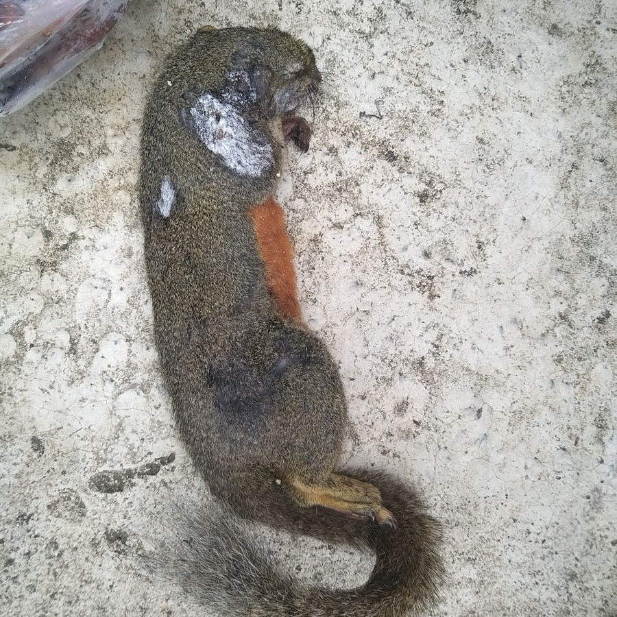 Cá thể sóc bụng đỏ đã chết. (Ảnh cơ quan chức năng cung cấp)