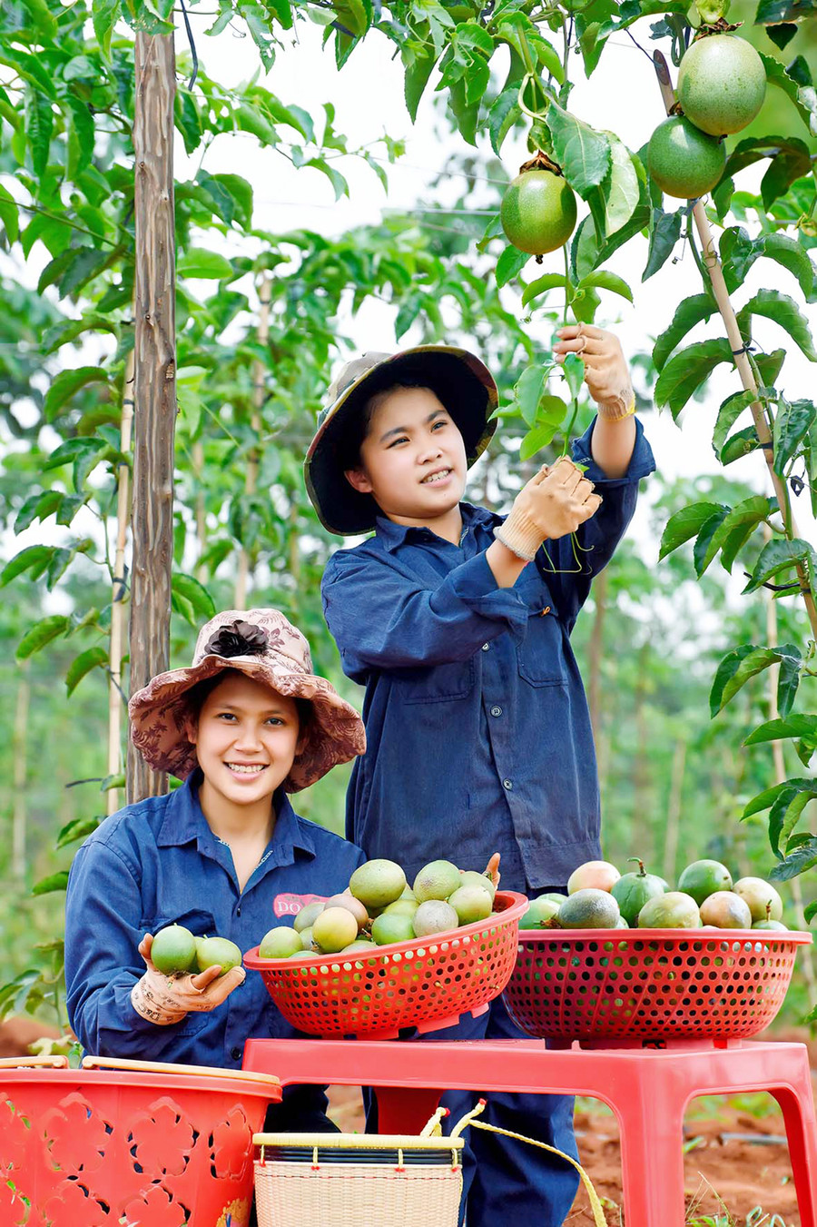 Thu hoạch chanh dây. Ảnh: Đức Thụy  Thu hoạch chanh dây. Ảnh: Đức Thụy