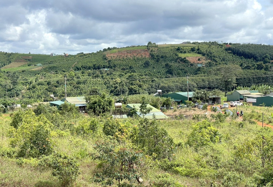 Phần lớn diện tích đất sạch ở Cụm công nghiệp - Tiểu thủ công nghiệp Quảng tâm đã bị lấn chiếm để trồng cây cối và dựng nhà để ở. Ảnh: Phan Tuấn