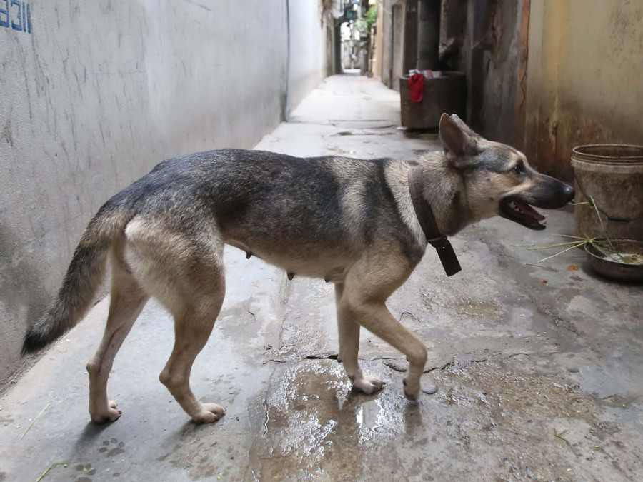 Chó thả rông trong một khu dân cư ở Hà Nội. Ảnh: Ngọc Thắng