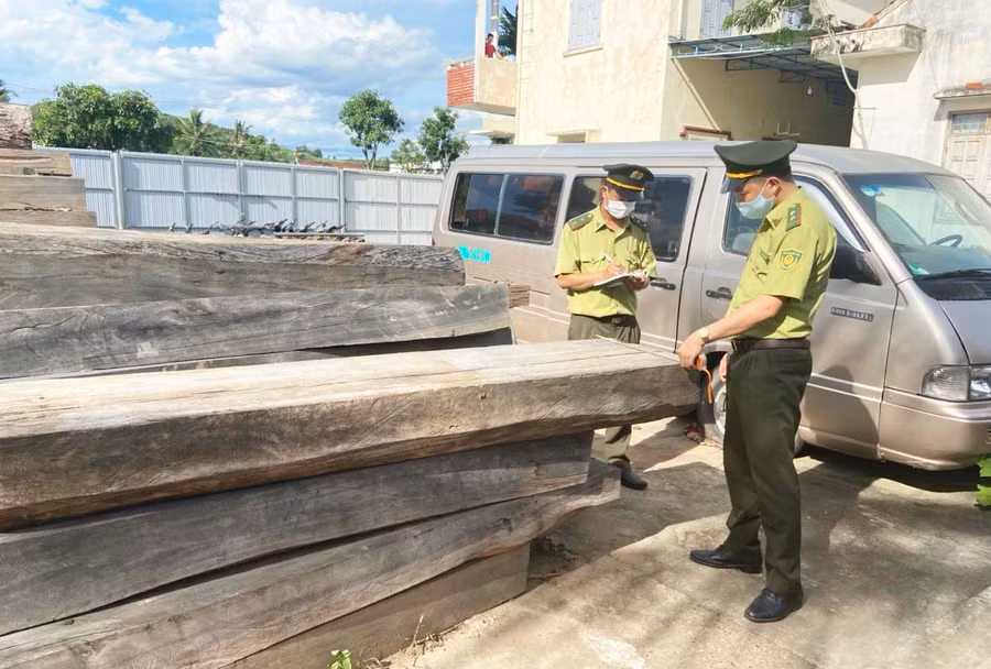 Từ năm 2017 đến nay, các lực lượng chức năng của tỉnh Gia Lai, Đak Lak và Phú Yên đã phát hiện 252 vụ vi phạm Luật Lâm nghiệp tại khu vực rừng giáp ranh, tịch thu hơn 423 m3 gỗ tròn, gỗ xẻ các loại. Ảnh: Nguyễn Diệp