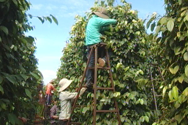 Thu hoạch tiêu. Ảnh nguồn internet