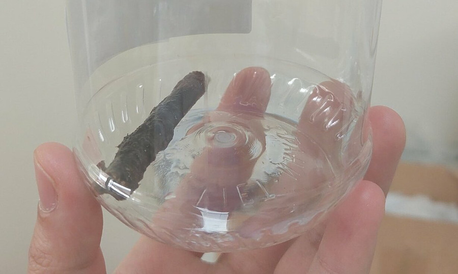 Nhành cây dài 6,5 cm được bác sĩ lấy ra từ trong phổi bệnh nhân. Ảnh nguồn vnexpress.net