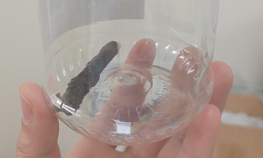 Nhành cây dài 6,5 cm được bác sĩ lấy ra từ trong phổi bệnh nhân. Ảnh nguồn vnexpress.net