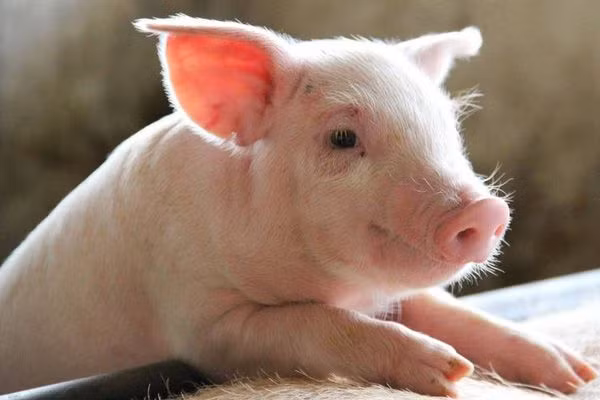 Việc hồi sinh tế bào của con heo đã chết trước đó 1 giờ gây chấn động giới nghiên cứu khoa học. Ảnh internet