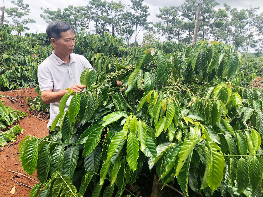 Ông Nguyễn Đình Phú (thôn Hố Lang, xã Chư Pơng, huyện Chư Sê) giới thiệu vườn cà phê sản xuất theo hướng hữu cơ. Ảnh: Lê Nam Ông Nguyễn Đình Phú (thôn Hố Lang, xã Chư Pơng, huyện Chư Sê) giới thiệu vườn cà phê sản xuất theo hướng hữu cơ.