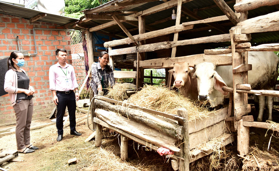 Chị Ksor H'Mơn (thứ 3 từ trái qua), buôn Ma Rin 2, xã Ia Ma Rơn, huyện Ia Pa cùng cán bộ Ngân hàng bên đàn bò của mình. Ảnh: Đinh Yến