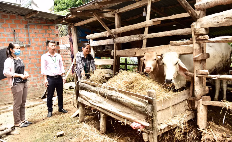 Chị Ksor H'Mơn (thứ 3 từ trái qua), buôn Ma Rin 2, xã Ia Ma Rơn, huyện Ia Pa cùng cán bộ Ngân hàng bên đàn bò của mình. Ảnh: Đinh Yến