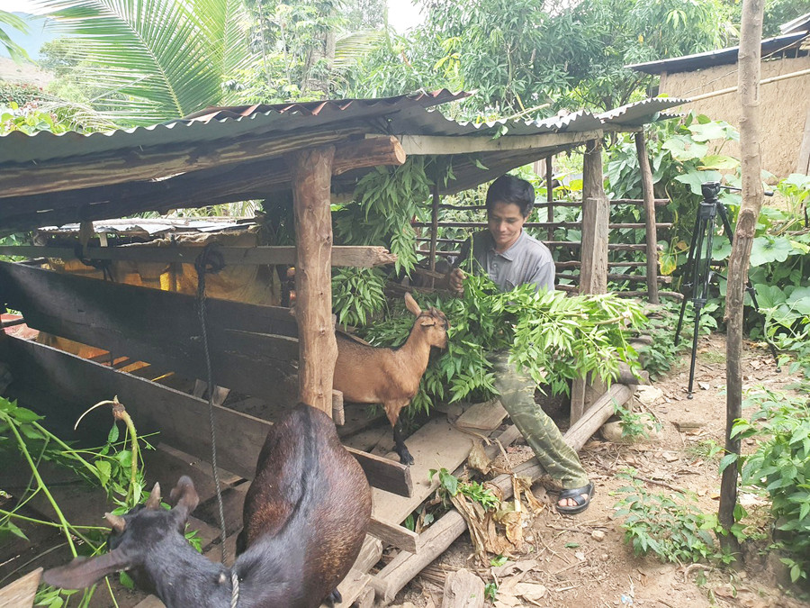 Phát triển chăn nuôi gia súc ở thôn Kon Teo Đăk Lấp. Ảnh: TT Phát triển chăn nuôi gia súc ở thôn Kon Teo Đăk Lấp. Ảnh: TT