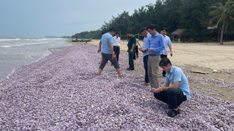 Hàng tấn vỏ ngao dạt vào bờ biển thuộc phường Hải Lĩnh (thị xã Nghi Sơn, tỉnh Thanh Hóa). Ảnh nguồn TNO