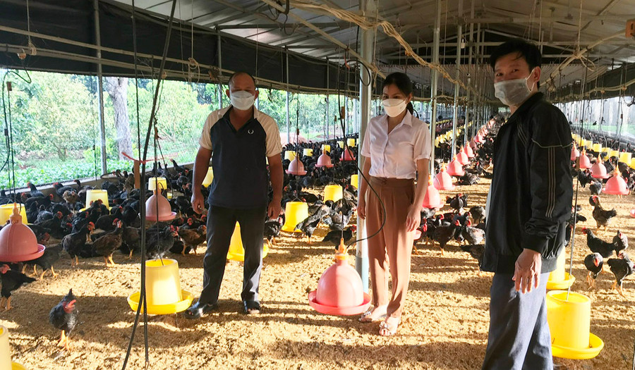 Trang trại chăn nuôi gà lai chọi của ông Nguyễn Quốc Sáu (thôn Tân Tiến, xã Trang, huyện Đak Đoa). Ảnh: Nguyễn Diệp Trang trại chăn nuôi gà lai chọi của ông Nguyễn Quốc Sáu (thôn Tân Tiến, xã Trang, huyện Đak Đoa). Ảnh: Nguyễn Diệp