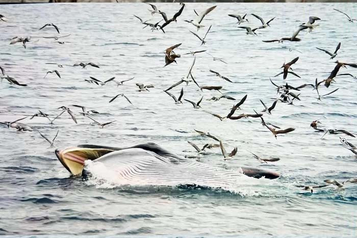 Cá voi xanh nhiều lần xuất hiện tại vùng biển Đè Gi, huyện Phù Cát, tỉnh Bình Định. Ảnh: Thái Hồng Kỳ-Báo VOV