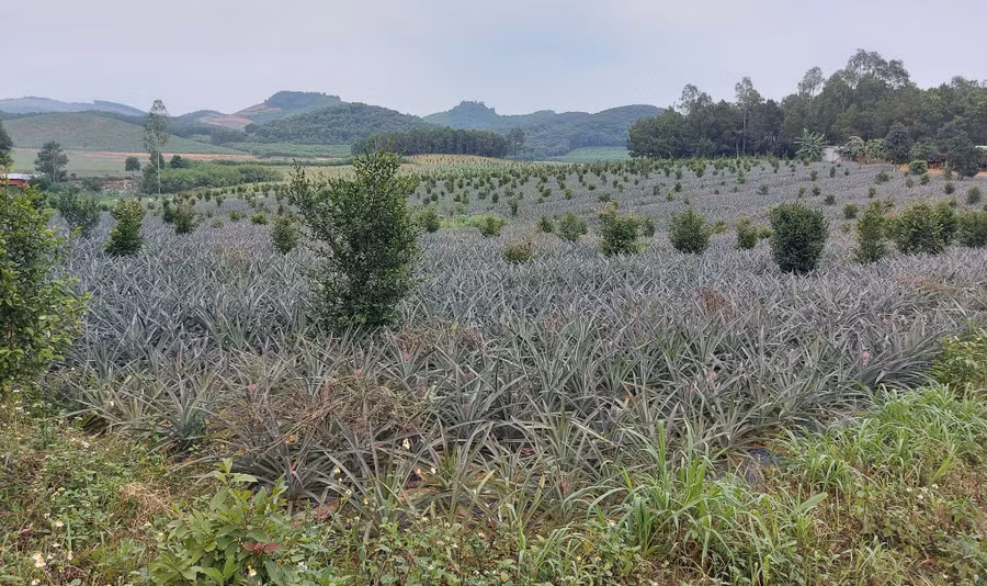  Cánh đồng trồng dứa bị quy hoạch thành RPH. Ảnh: K.HOAN