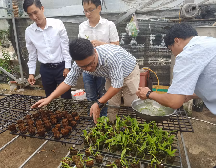  Cán bộ kỹ thuật Trung tâm Công nghệ sinh học hướng dẫn người dân huyện Đak Pơ cách trồng hoa lan Dendrobium. Ảnh: Phạm Ngọc