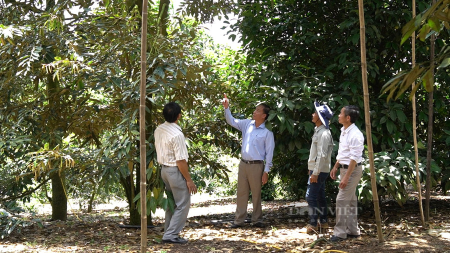 Anh Nguyễn Sỹ Hòa (đội mũ), Nông dân Việt Nam xuất sắc 2022 đến từ tỉnh Lâm Đồng dẫn đoàn phóng viên đi tham quan khu vườn trồng sầu riêng mang lại doanh thu khủng của gia đình mình. Ảnh: Văn Long