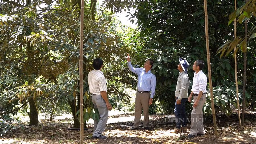 Anh Nguyễn Sỹ Hòa (đội mũ), Nông dân Việt Nam xuất sắc 2022 đến từ tỉnh Lâm Đồng dẫn đoàn phóng viên đi tham quan khu vườn trồng sầu riêng mang lại doanh thu khủng của gia đình mình. Ảnh: Văn Long