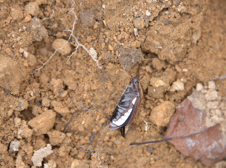 Tu Pù béo núc, rơi xuống đất và đang ngất sau khi cắn đuôi. Đây là giống bọ lành, ăn lá Hoang Shu nhưng không ảnh hưởng đến sự phát triển của cây