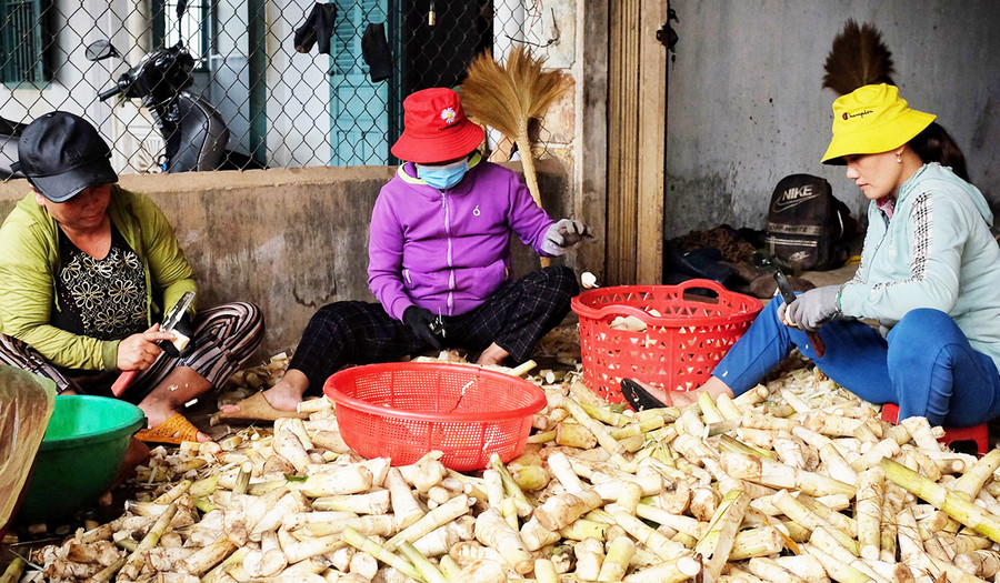 Xưởng thu mua măng của chị Nguyễn Thị Chín (thôn Phú Yên, xã Hà Ra, huyện Mang Yang) hoạt động liên tục suốt 3 tháng mùa mưa, có ngày làm tới 12 giờ đêm. Ảnh: Minh Châu Xưởng thu mua măng của chị Nguyễn Thị Chín (thôn Phú Yên, xã Hà Ra, huyện Mang Yang) hoạt động liên tục suốt 3 tháng mùa mưa, có ngày làm tới 12 giờ đêm. Ảnh: Minh Châu